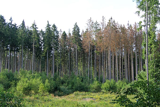 Klimawandel im Wald - Wie kann dem Wald geholfen werden?