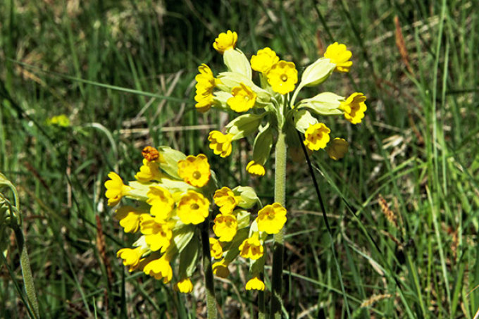 Die ersten Blüten auf der Wiese - Foto: Hartmut Mai