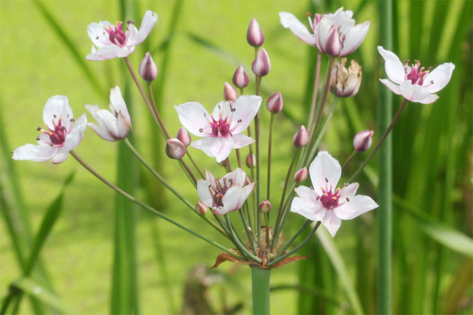 Schwanenblume - Foto: Helge May