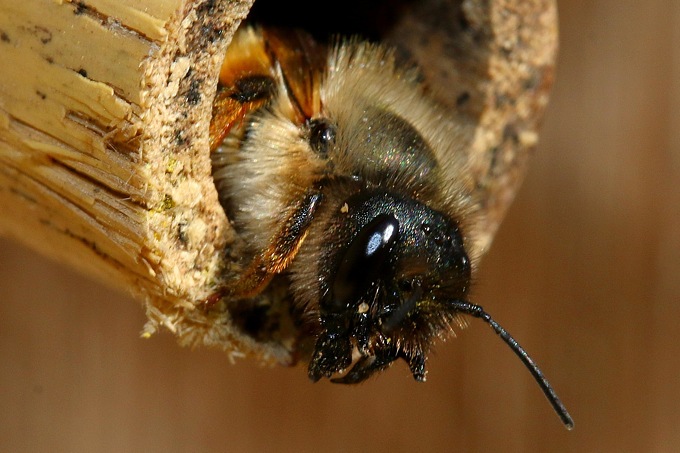 NABU-Bienenexperte Hans-Joachim Flügel sagt wie's geht