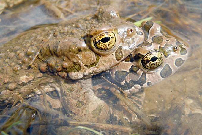 Wechselkrötenpaar - Foto: Monika Waldhelm/www.naturgucker.de