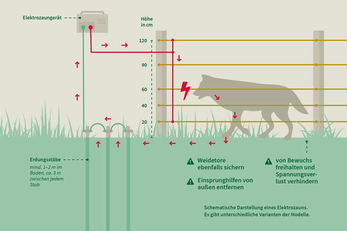 Schematische Darstellung eines Herdenschutzzaunes - Grafik: NABU