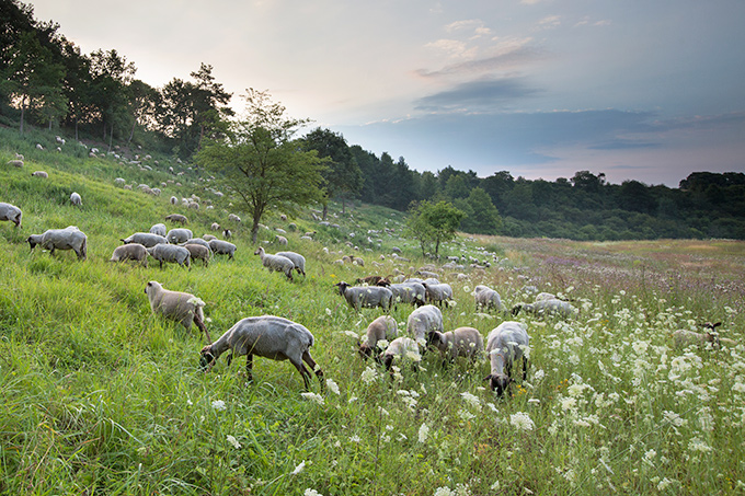 Wandernde Schafherden sind nicht nur idyllisch, sondern leisten unbezahlbaren Artenschutz - Foto: Klemens Karkow