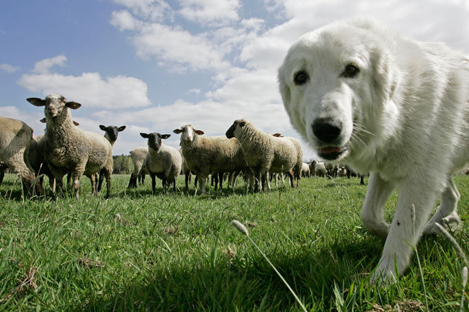 Ein Herdenschutzhund bewahrt die Schafherde vor Übergriffen - Foto: Klemens Karkow