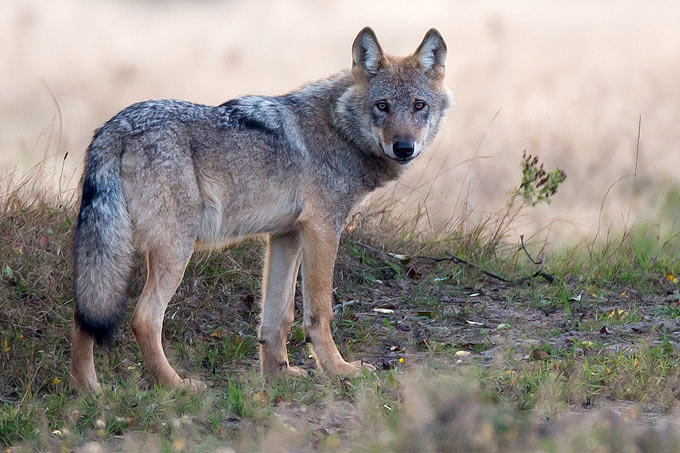 Gesunde Wölfe stellen in der Regel keine Gefahr für Menschen dar. - Foto: Jürgen Borris