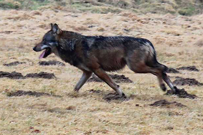 Im Westerwald lebte im Jahr 2012 ein Wolf, der aus Italien kam - Foto: Uli Stadler