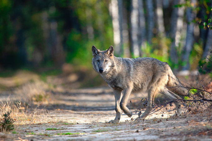 Wolf in seinem Revier - Foto: NABU/Kathleen Gerber