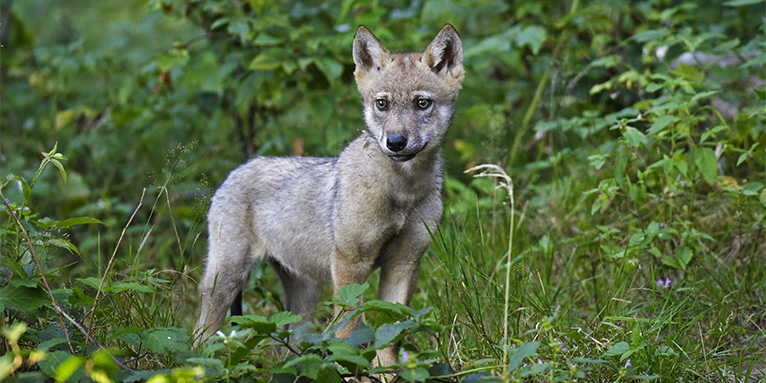 Wolfjunges - Foto: NABU/Marcus Bosch