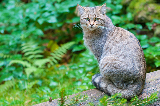 Aktuelle Forschungen ergaben, dass die Wildkatze hier in Mittelhessen besonders häufig vorkommt. Seit 2013 wurden bereits 50 verschiedene Individuen nachgewiesen.- Foto: Christoph Bosch