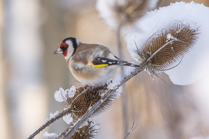 Viele Finkenvögel, wie der Stieglitz suchen bei mildem Wetter auch gerne außerhalb des Siedlungsgebietes nach Nahrung - Foto: Andreas Hartl
