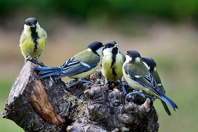 Kurz nachdem die Jungen ausgeflogen sind, können Gartenbesitzer*innen noch viele Vögel im Garten beobachten - Foto: Jutta Trentz/www.naturgucker.de