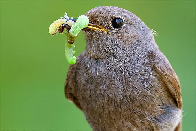 Junge Gartenvögel brauchen für eine gesunde Entwicklung eine proteinreiche Kost aus frischen Insekten - Foto: Frank Derer
