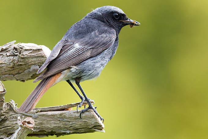 Hausrotschwanzmännchen - Foto: Frank Derer