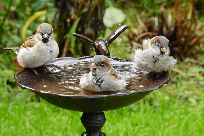Achtet man auf sauberes Wasser, dan ist das Vogelbad eine willkommene und ungefährliche Erfrischung. - Foto: Gabi Ulig