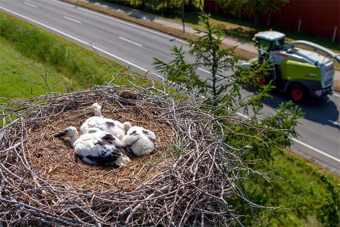 Junge Weißstörche im Nest - Foto: NABU/Felix Paulin