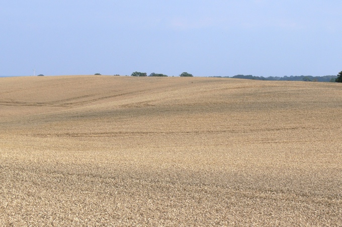 Weizenanbau in ausgeräumter Landschaft; hier ist kein guter Platz für Lerchen - Foto: Ingo Ludwichowski