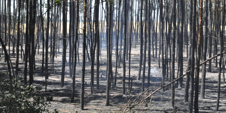 Wald in Brandenburg nach einem Brand - Foto: NABU/Felix Grützmacher (Archiv)