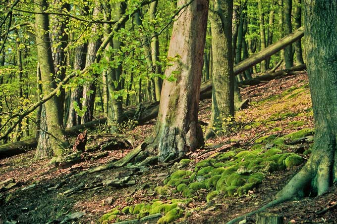 Buchenwald - Foto: Tom Kirschey