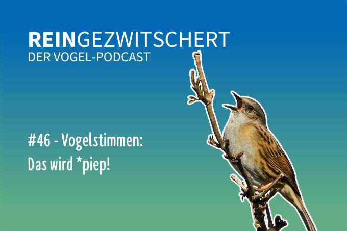 Reingezwitschert Folge 46: Vogelstimmen - Foto: Kathy Büscher/NABU Rinteln