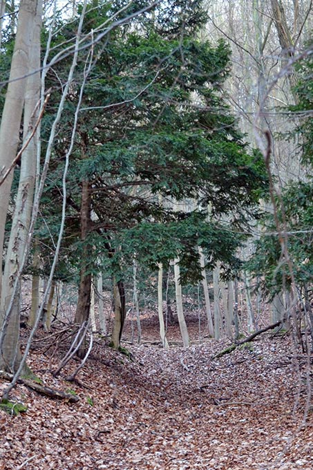 Eiben sind in Hessens Wäldern eher die Ausnahme  - Foto: Diana Wetzestein