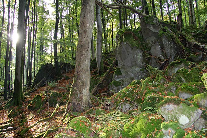 Potentielles Wildnisgebiet Oberwald (Vogelsbergkreis) -Foto: Berthold Langenhorst