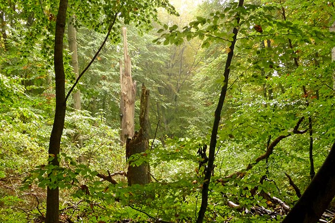 Naturwald Fauler Ort - Foto: Johannes Enssle