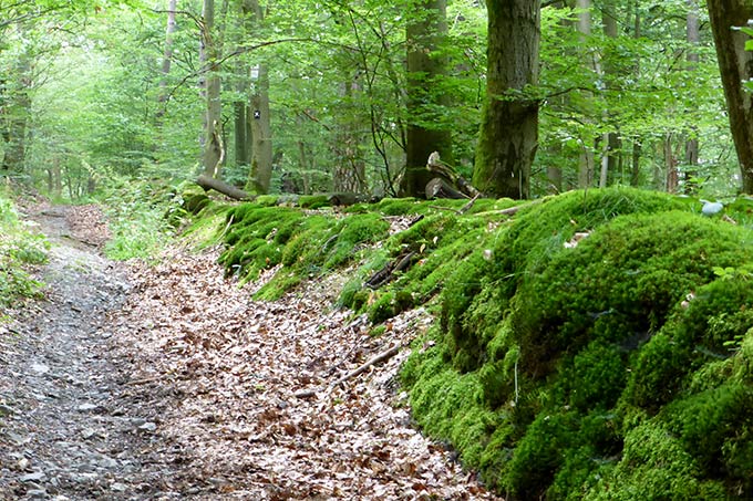 Wanderweg im Naturwald Heilige Köpfchen und Weinberg - Foto: Mark Harthun