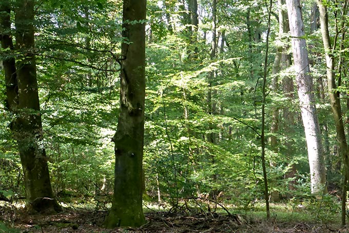 Naturwald bei Mörfelden-Waldorf - Foto: Mark Harthun