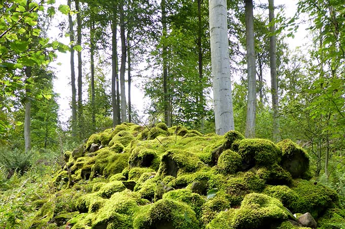 Blockschuttwald im Naturwald Rhöner Basaltwald auf dem Suhl - Foto: Mark Harthun