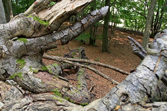 Liegendes Totholz im Naturwald Dreienberg - Foto: Herbert Jäger