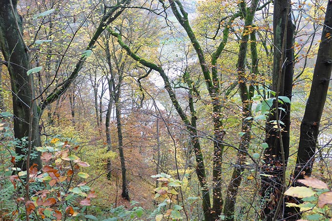 Hang- und Schluchtwald im Nationalpark mit Edersee im Hintergrund - Foto: Mark Harthun