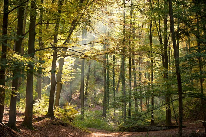 Naturwälder Melibocus, Orbishöhe und Heiligenberg im Odenwald - Foto: Frank Teigler