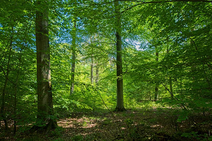 Koberstädter Wald - Foto: Daniel Rosengren (ZGF)