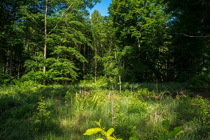 Douglasienanpflanzung im Koberstädter Wald - Foto: Daniel Rosengren (ZGF)
