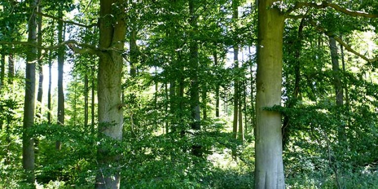 Oppershofener Wald - Foto: Mark Harthun