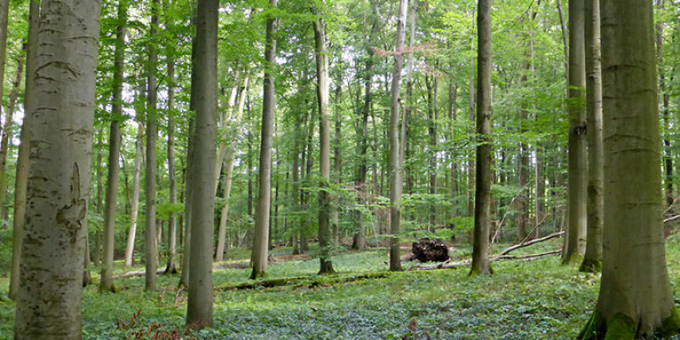Hallenwaldphase im FFH-Gebiet Vorderrhön - Foto: Mark Hartun