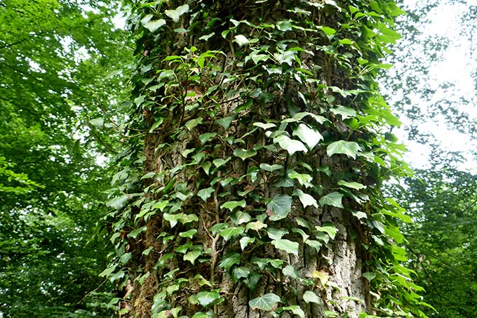 Mit Efeu bewachsener Baum - Foto: Mark Harthun