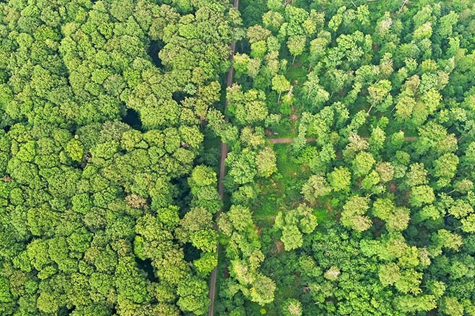 Kronendachvergleich zwischen Naturwaldreservat (links) und bewirtschafteten Wald (rechts) - Foto: Hans-Joachim Herr