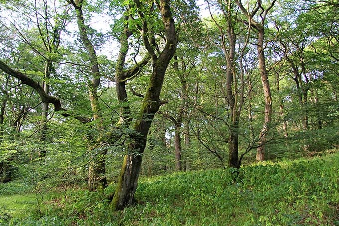 Naturwald im Taunus - Foto: Berthold Langenhorst