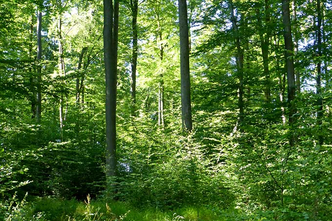 Dichte Naturverjüngung (Naturwald am westlichen Vogelsberg) - Foto: Mark Harthun