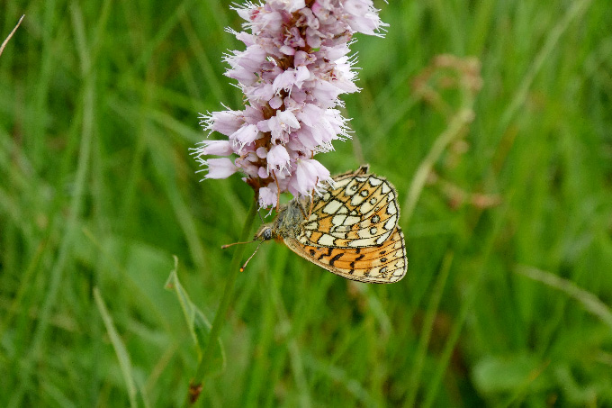 Die artenreichen Flächen am Ober-Mooser Teich bieten vielen Schmetterlingen wie diesem Randring-Perlmuttfalter gute Bedingungen. - Foto: Nico Flügel