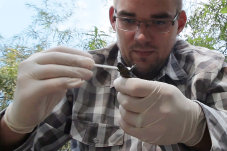 Projektleiter Dominik Heinz forscht auch im Rahmen des Projekts. Hier untersucht er Fundtiere auf den Chytridpilze der zu tödlichen Erkrankungen bei den Tieren führen kann - Foto: Jan Gräf