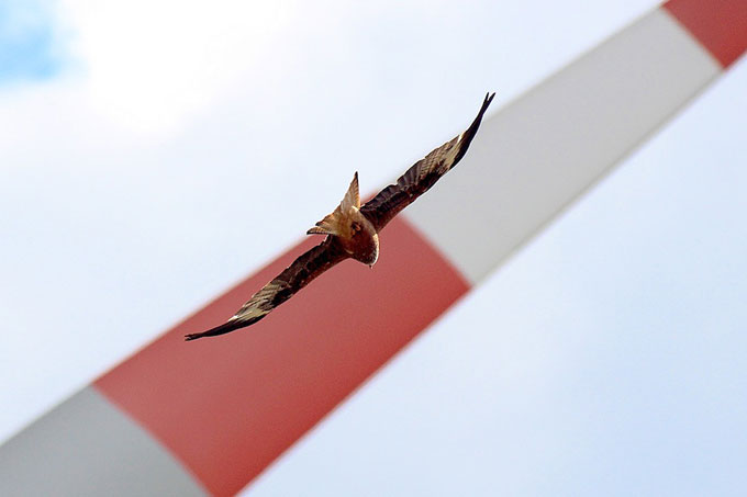 Ein Rotmilan fliegt vor einer Windkraftanlage - Foto: Maik Sommerhage