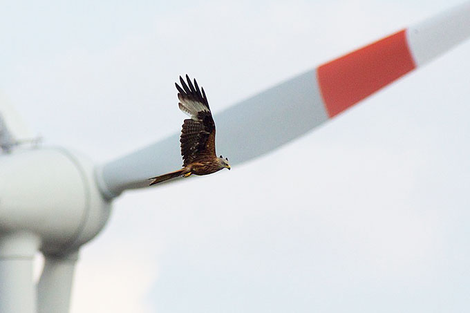 Rotmilan fliegt vor Windkraftanlage - Foto: NABU/Maik Sommerhage