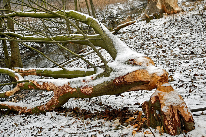 Im Winter vom Biber gefällte Nahrungsbäume sollten möglichst in Ufernähe liegen gelassen werden. - Foto: Hans Schwarting