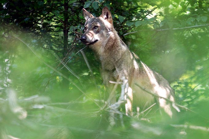 Durchziehender Wolf im Odenwald - Foto: Hans Oppermann