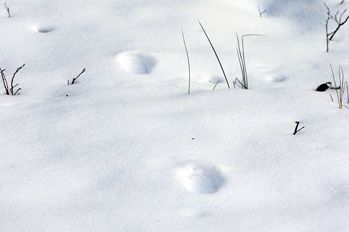 Luchsspuren im Schnee - Foto: Ottfried Schreiter