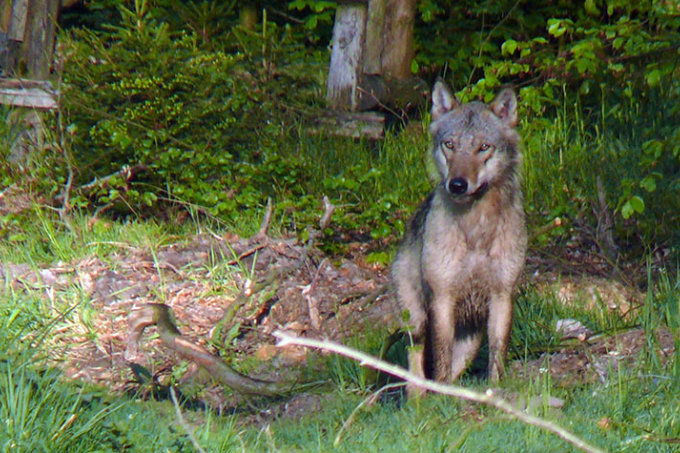 Wolf &quot;Reinhard&quot; - Foto: Jochen Dörbecker
