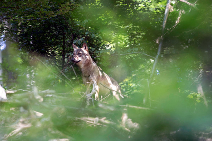 Erster Wolf im Odenwald - Foto: Hans Oppermann