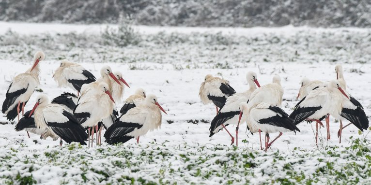 Störche im Schnee-Foto: Bernd Petri